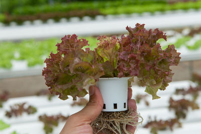 Close-up of hand holding flower pot