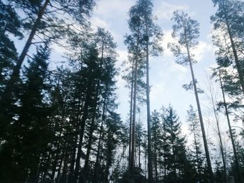 Low angle view of trees against sky