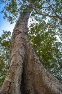 Low angle view of tree against sky