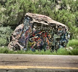 Close-up of plant against blurred background