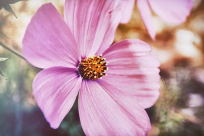 Close-up of pink flower