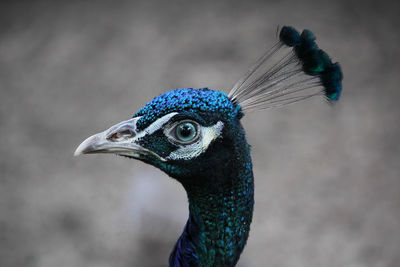 Close-up of peacock