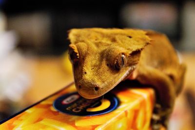 Close-up of lizard