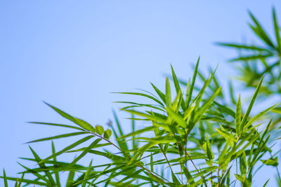 Low angle view of plants against clear blue sky