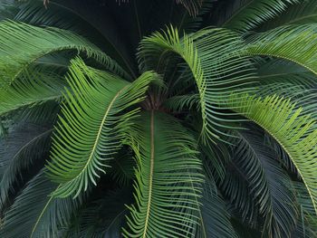 Close-up of fern leaf