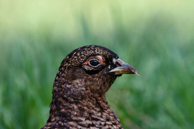 Close-up of a bird looking away