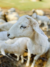 Close-up of sheep on field