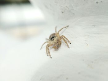 Close-up of spider