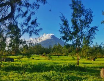 Scenic view of trees on field against sky