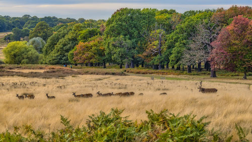 Scenic view of trees on landscape