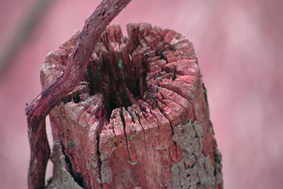 Close-up view of pink petals