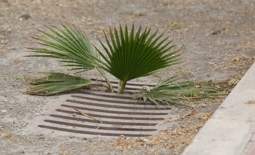 Plant growing in a row