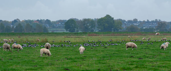 Barnacle goose grazing while grazing before hike south