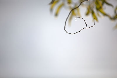 Dry twig against clear sky