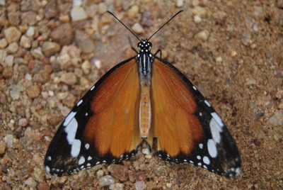 Close-up of butterfly on leaf