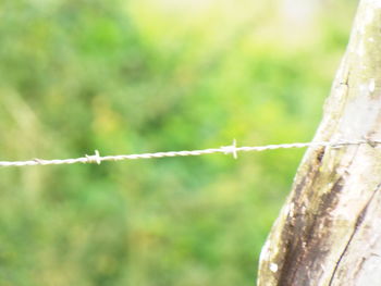 Close-up of barbed wire