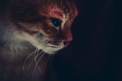 Close-up of cat looking away against black background