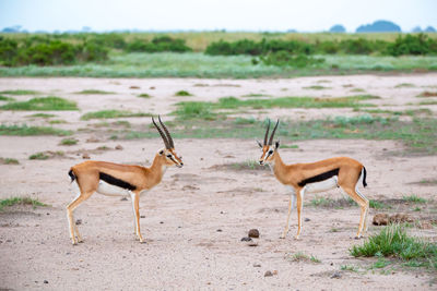 Side view of animals walking on field