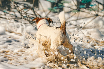 Jack russell terrier dog playing with sea waves on sandy beach. small terrier dog