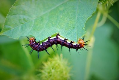 Close-up of insect on plant