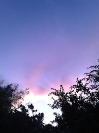 Low angle view of trees against sky