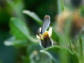 Close-up of butterfly perching on flower