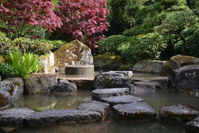 View of rocks and plants in water