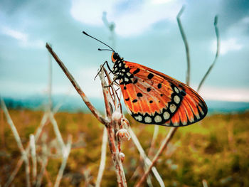 Close-up of butterfly on flower