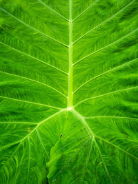 Asimetrical vein on big green leaf
