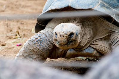 Close-up portrait of a turtle