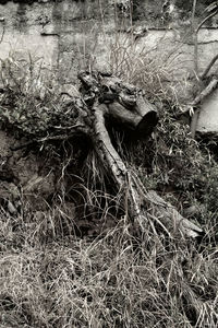 View of an animal skull on field