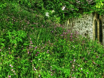 Plant growing in a park