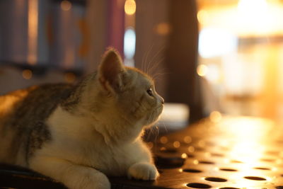 Close-up of cat on table at home