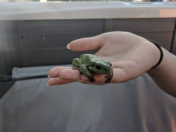 Close-up of hand holding crab