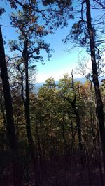 Low angle view of trees