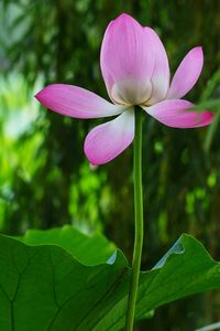 Close-up of pink flowers