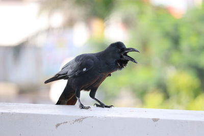 Crow bird perching on retaining wall