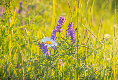 Close-up of yellow flowers blooming on field