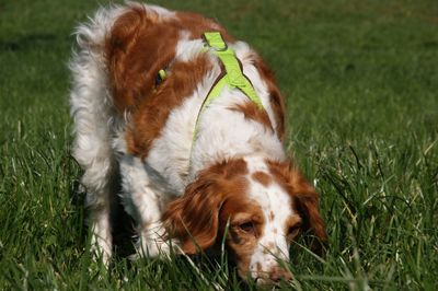 Dog in a field