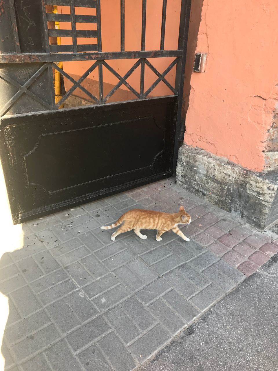 one animal, animal themes, day, high angle view, outdoors, no people, mammal, pets, domestic animals, domestic cat, full length, architecture