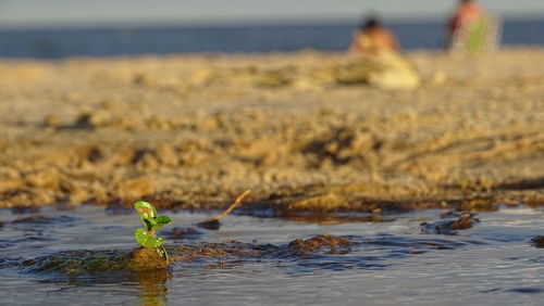 Close-up of turtle in sea