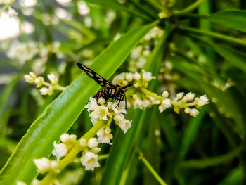 Close-up of insect pollinating on flower