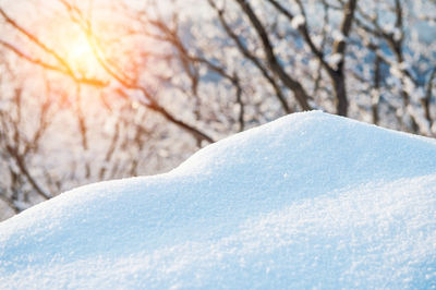 Close-up of frozen tree against sky