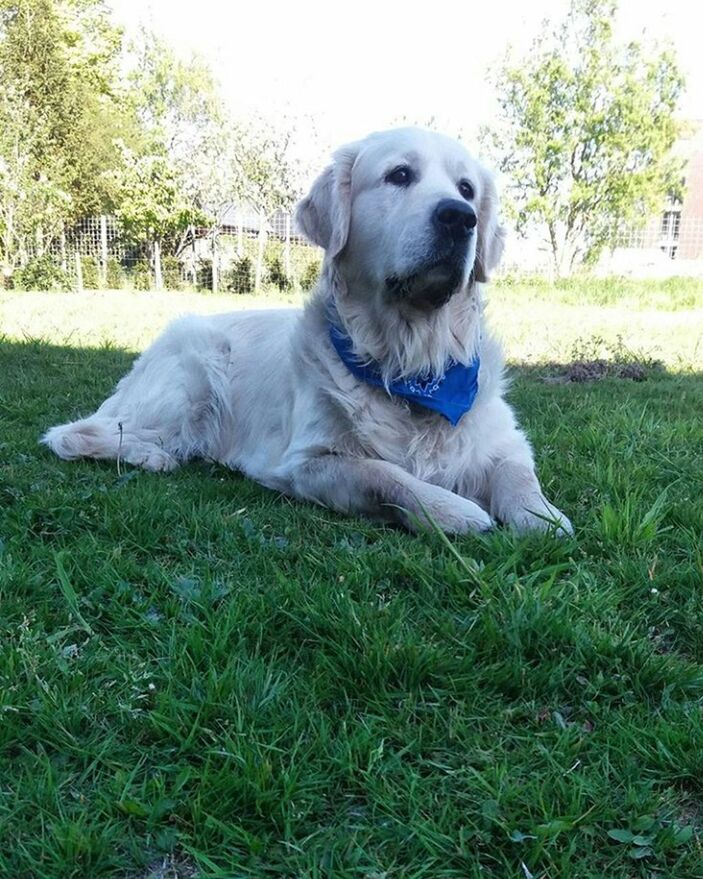 DOG SITTING ON GRASS