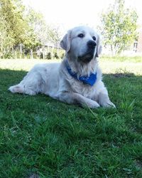 Dog sitting on grass