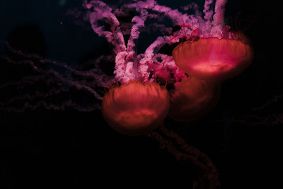 Close-up of jellyfish against black background