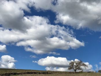 Low angle view of trees on land against sky