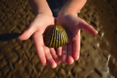 Close up of child's hand holding a sea shell at the beach