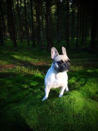 Dog standing on field