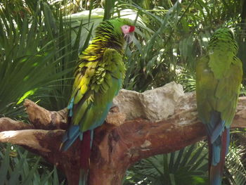 View of parrot perching on tree